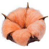 Цветок хлопка Cotton, оранжевый - фото
